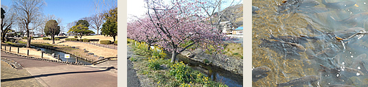 すぐ近くに川が流れていて所によっては桜や菜の花がきれいでした