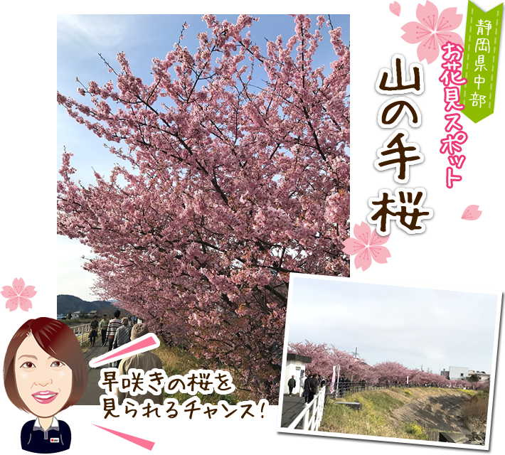 お花見スポット 山の手桜