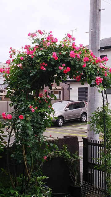 バラのアンジェラのアーチが咲きましたヽ O 丿 焼津 藤枝 静岡の快適リフォーム いちまるホーミング